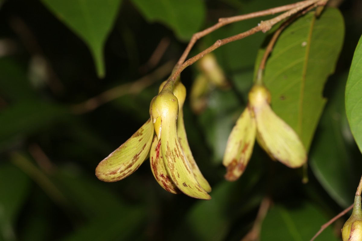 Doona cordifolia Thwaites